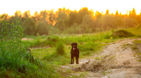 Portrait of happy black labrador breed dog walking on sunny green field in sunset.. Mixed breed dog standing and looking aside with tongue outの写真素材