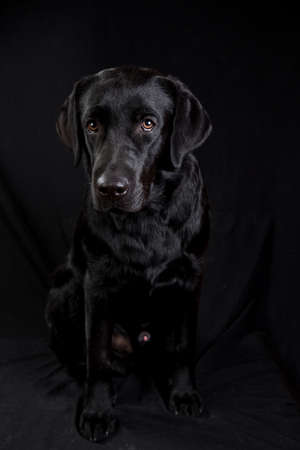 Portrait of black labrador breed dog sitting in studio looking at camera on black background.の写真素材
