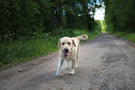 Portrait of golden labrador running forward on country road in the spring park, looking at cameraの写真素材