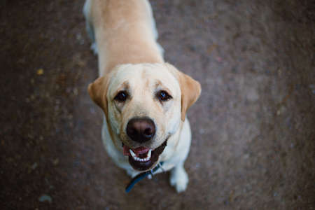 Portrait of golden labrador sitting on country road in the spring park, looking at cameraの写真素材