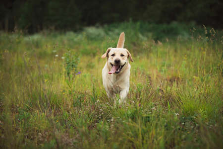 Portrait of golden labrador running forward in camera direction on a field in the summer park, looking at camera. Green grass and trees backgroundの写真素材