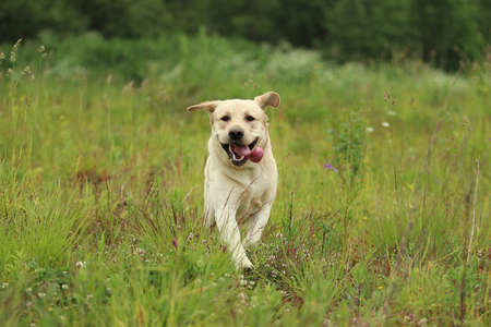 Portrait of golden labrador running forward in camera direction on a field in the summer park, looking at camera. Green grass and trees backgroundの写真素材