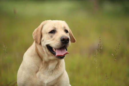 Portrait of golden labrador sitting on a green grass in the spring park, looking asideの写真素材