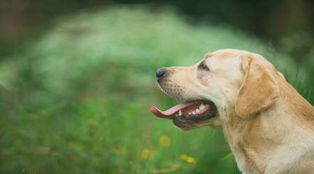 Portrait of golden labrador sitting on a green grass in the spring park, looking asideの写真素材