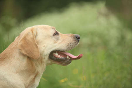 Portrait of golden labrador sitting on a green grass in the spring park, looking asideの写真素材