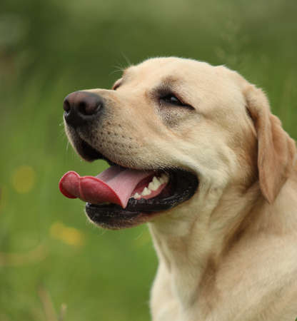 Portrait of golden labrador sitting on a green grass in the spring park, looking asideの写真素材
