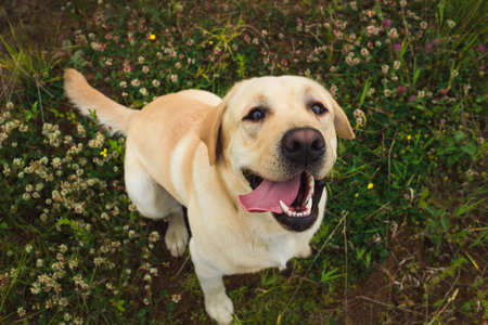 Portrait from above of golden labrador breed dog sitting on green grass in the summer park, looking at cameraの写真素材