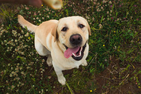 Portrait from above of golden labrador breed dog sitting on green grass in the summer park, looking at cameraの写真素材