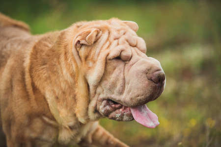 Close-up Portrait of a Shar pei breed dog on a walking on a field. Green grass backgroundの写真素材