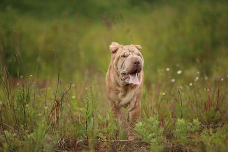 Portrait of a Shar pei breed dog on a walking on a field. Green grass backgroundの写真素材