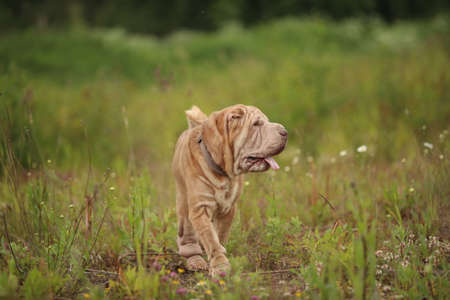 Portrait of a Shar pei breed dog on a walking on a field. Green grass backgroundの写真素材
