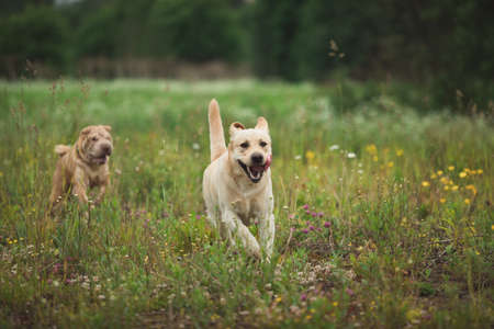Front view at two golden labrador and Shar pei dogs running forward in fieldの写真素材