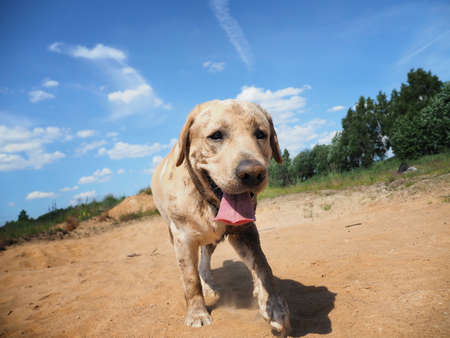 Portrait of dirty just bathed in mud golden labrador walking on country road looking at camera