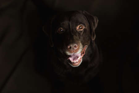 From above view at dark brown labrador sitting in a dark room, looking at camera, smilling with tongue out. Black backgroundの写真素材