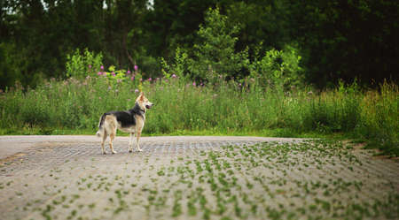 Side view at husky dog standing on the road looking aside. Green trees and grass background. Copy spaceの写真素材