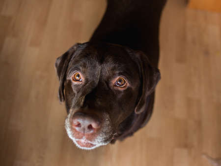 From above view at dark brown labrador sitting on the floor laminate in a room, looking at camera, smilling with tongue outの写真素材