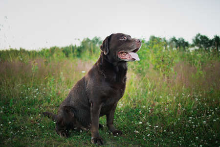 Side view at a dark brown labrador sitting on green grass in a meadow, looking aside
