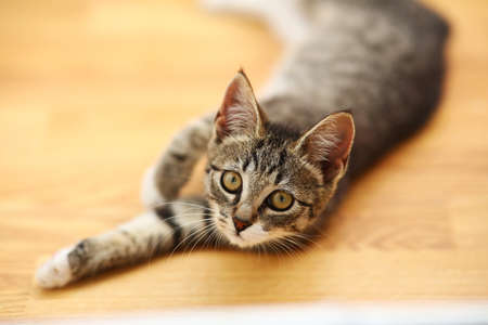 Close up portrait of a kitten lying at white wall and looking at the camera. Kitten on a balcony....