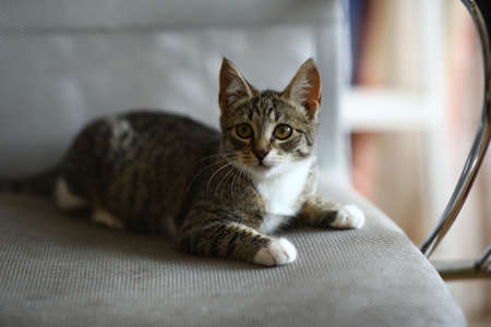 Close up portrait of a kitten lying on office chair in living room and looking at the camera....