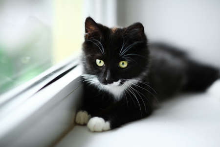 Lazy lovely black cat lying by the window. Black cute kitten with beautiful eyes relaxing on window sill. Pets, pet care, good morning, sleep concept. Friend of human.の写真素材