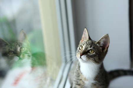 Lazy lovely gray cat lying by the window. Gray tabby cute kitten with beautiful eyes relaxing on...