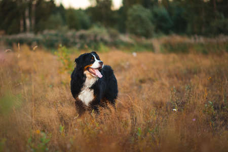 Portrait of happy bernese mountain dog walking on sunny green field. Green yellow red grass and...