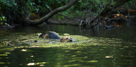 Portrait of big happy mixed breed dog swimming in the water