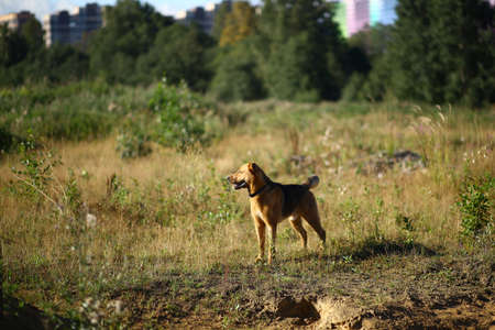 Portrait happy mongrel dog walking on sunny green field. Green grass and trees background.の写真素材