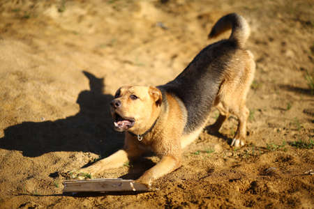 Close-upPortrait happy mongrel dog walking on sunny green field. Green grass and trees background.の写真素材