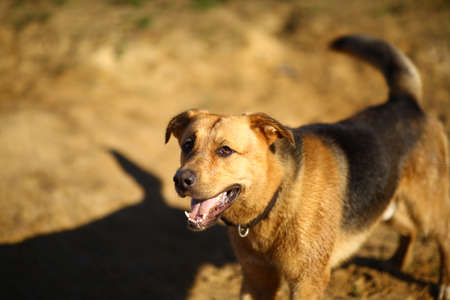 Close-upPortrait happy mongrel dog walking on sunny green field. Green grass and trees background.の写真素材