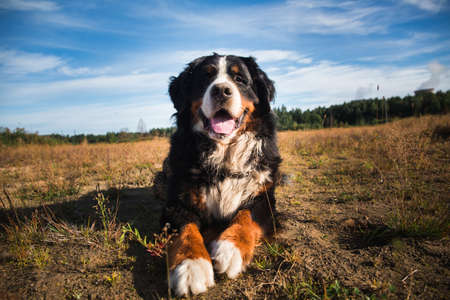 Portrait of bernese mountain dog lying in the yellow field and looking aside