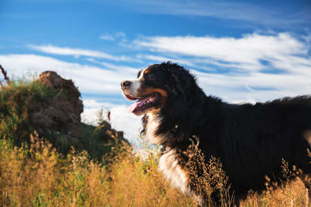 Portrait of bernese mountain dog standing in the yellow field and looking awayの写真素材