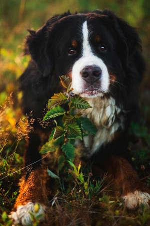 Close-up portrait of bernese mountain dog lying in the yellow field and looking at camera