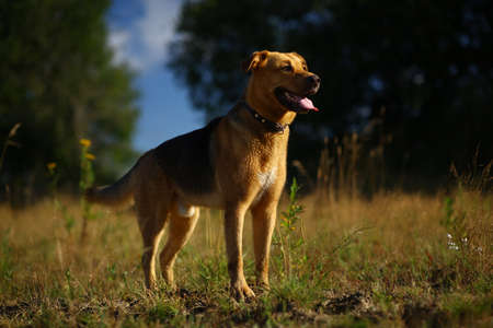 Portrait happy mongrel dog walking on sunny green field. Green grass and trees background.の写真素材
