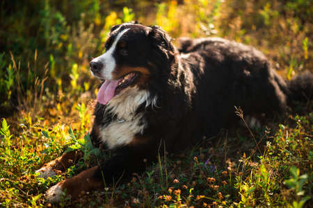 Portrait of bernese mountain dog lying in the yellow field and looking asideの写真素材