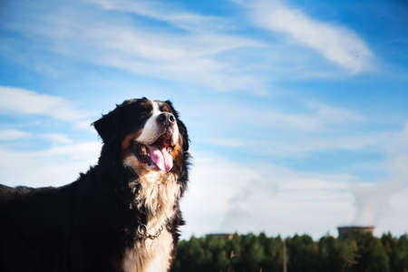 Close up Portrait of bernese mountain dog standing in the yellow field and looking awayの写真素材