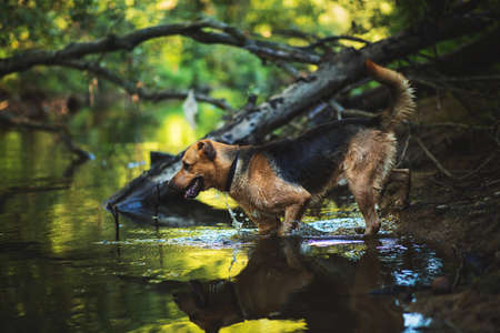Portrait of big happy mixed breed dog swimming in the waterの写真素材