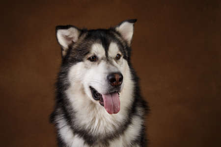 Close-up portrait of black and white alaskan malamute breed dog sitting in studio on brown blackground and looking aside. Place for text. Copy spaceの写真素材