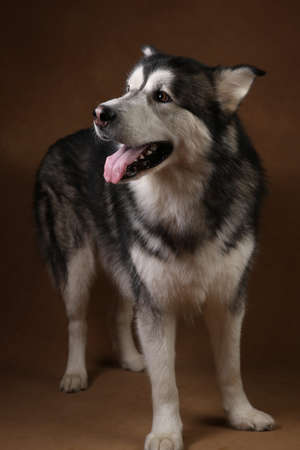 Studio shot of black and white alaskan malamute breed dog sitting on brown blackground and looking asideの写真素材