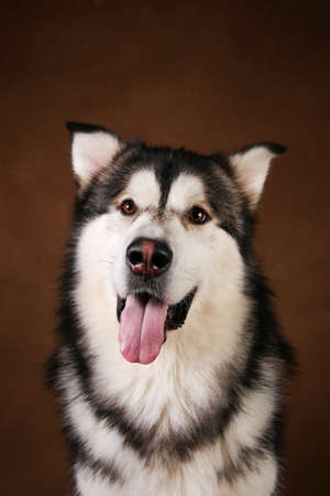 Close-up portrait of black and white alaskan malamute breed dog sitting in studio on brown blackground and looking at camera.の写真素材