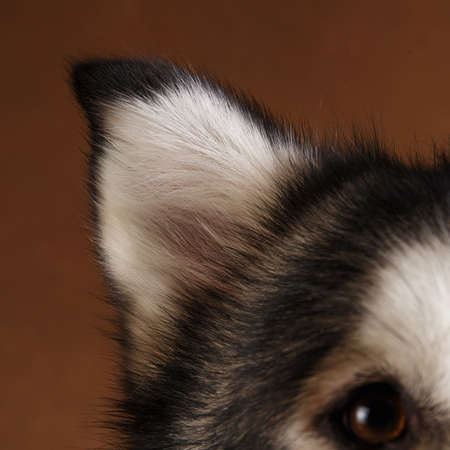 Close-up view at alaskan malamute's ear breed dog on brown blackground.の写真素材