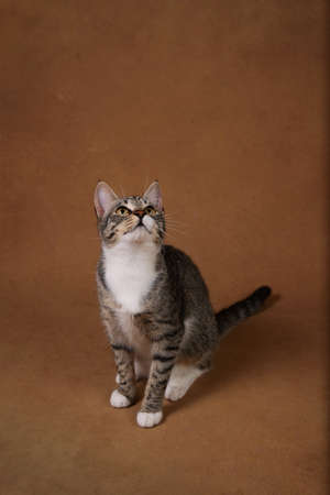 Portrait of a cute gray and white striped kitten sitting on brown background. The cat is looking at aside.の写真素材