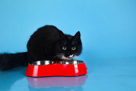 Portrait of a cute black kitten sitting and eating dry food in red bowl at blue background. The cat...