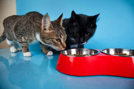 Portrait of a cute gray and white striped and black kittens sitting and eating dry food in red bowl at blue background. The cat is looking at camera.