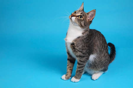 Portrait of a cute gray and white striped kitten sitting on blue background. The cat is looking up.