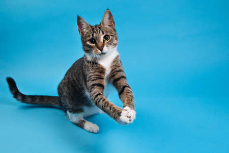 Portrait of a cute gray and white striped kitten sitting on blue background. The cat is looking at camera.の写真素材