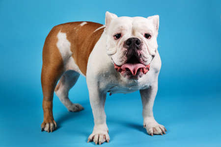 Close-up portrait of an english bulldog breed dog standing by blue backgroundの写真素材