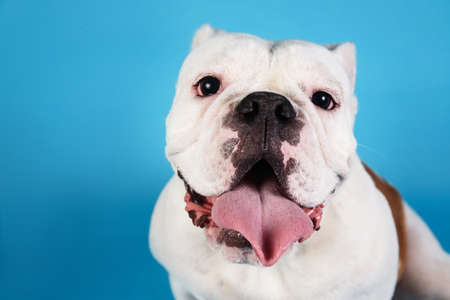 Close-up portrait of an english bulldog breed dog standing by blue backgroundの写真素材