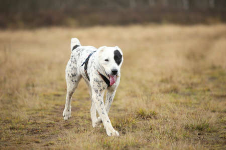 Side view a Central Asian Shepherd Dog. Alabai walking on a autumn fieldの写真素材