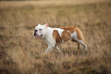 Side view at an english bulldog running forward on the field. Copy space for text.の写真素材
